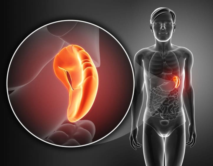 illustration of human anatomy with a close-up of the spleen